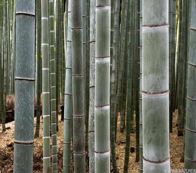 Mazurek_Japan_Bamboo
