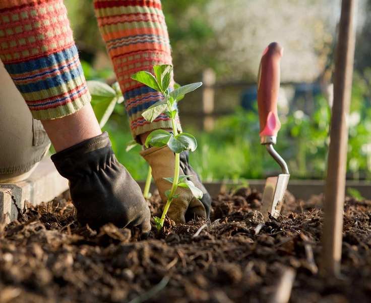 what to plant in December broad bean plants
