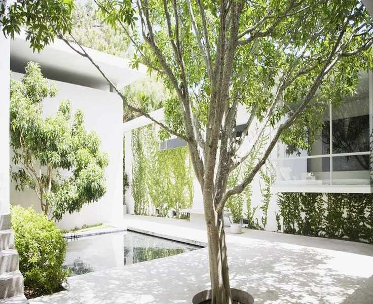 Planting Trees: Timing for Healthier Growth and Less Effort