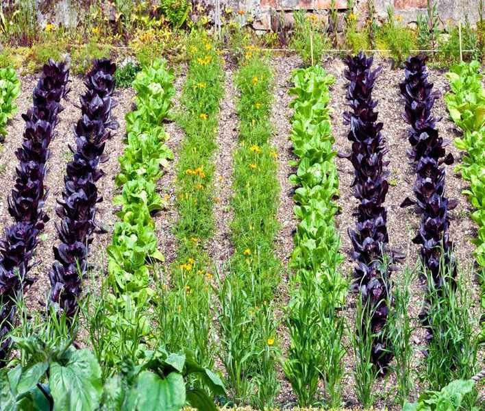 8 Pests That Can Harm Your Plants This Summer and Natural Solutions