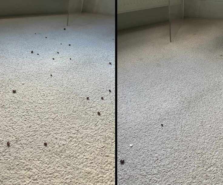 Side-by-side images showing before and after of the iRobot Roomba Combo j9+ vacuuming cereal from carpet in Alex's home. The after photo on the right shows three larger items of debris have been left behind after vacuuming.