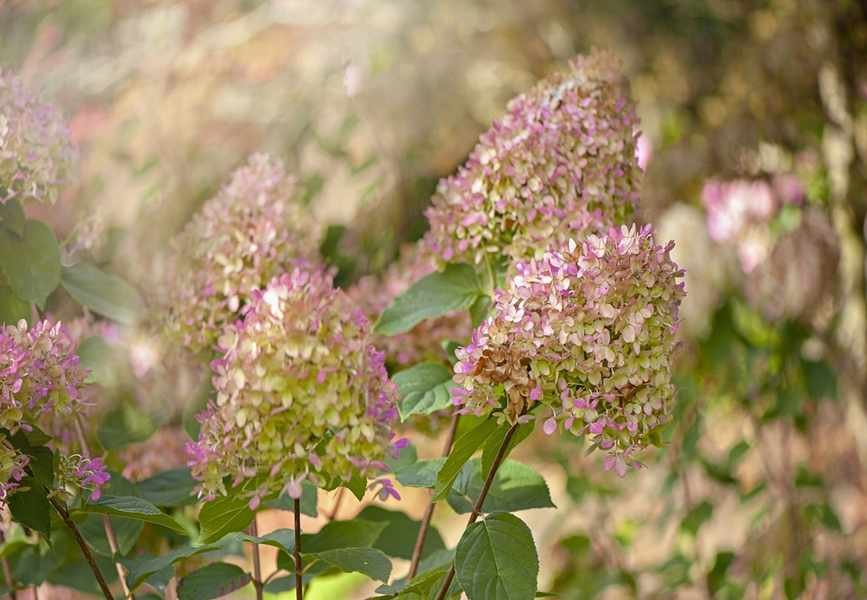 Rethink Deadheading: Why Some Faded Flowers Deserve a Second Look