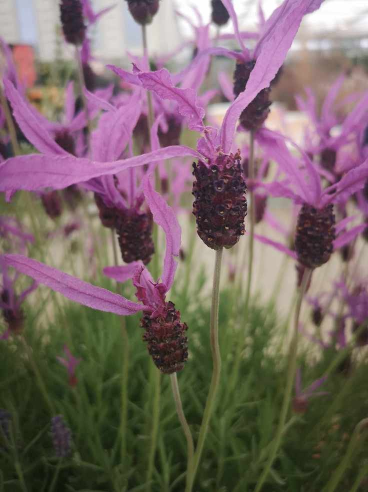 French lavender