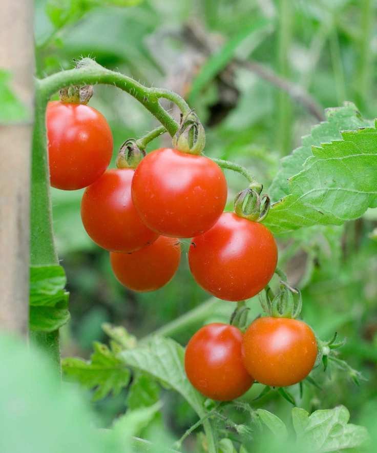 'Super Sweet 100 F1' cherry tomatoes