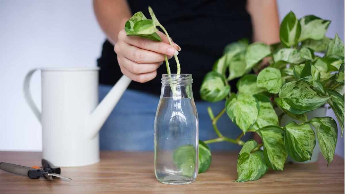 Speed Up Houseplant Propagation: 5 Quick Techniques for Thriving Plants