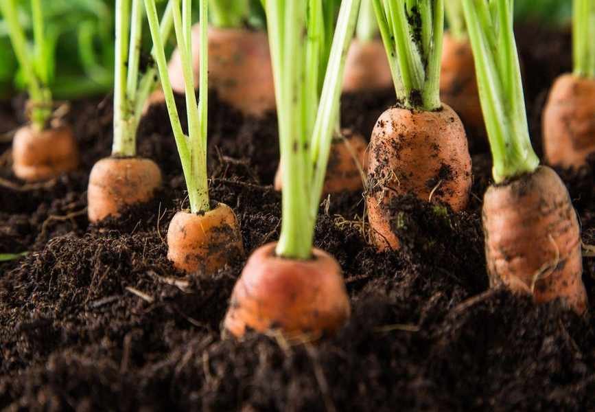Growing Carrots in Containers: Tips for a Delicious Harvest