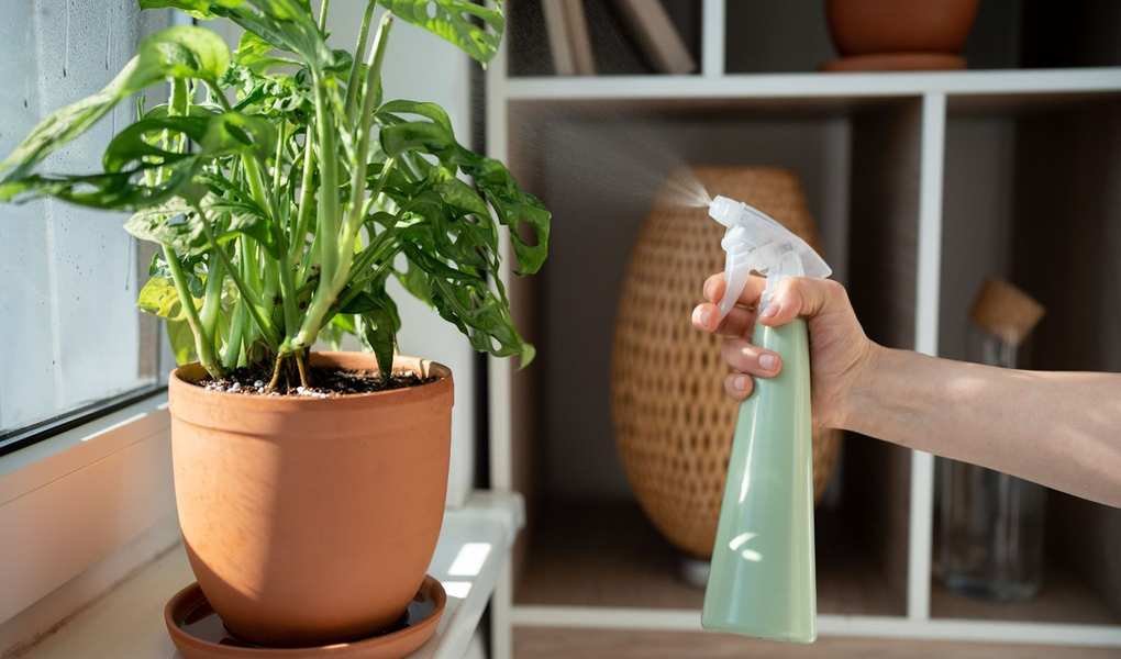 DIY Aphid Sprays: 5 Natural Solutions to Combat Pests