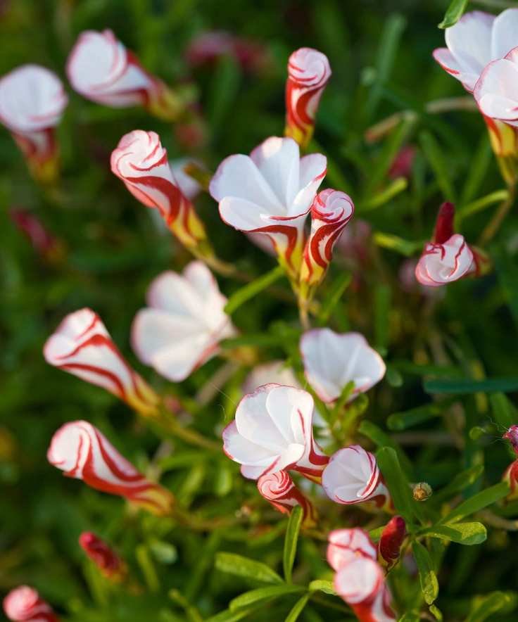Pink and white oxalis