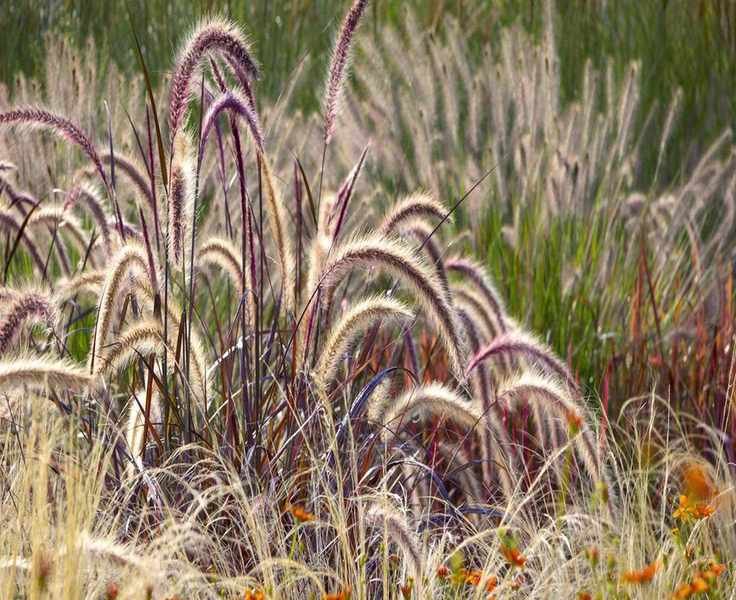 7 Ornamental Grasses to Prune in February for a Fresh Start
