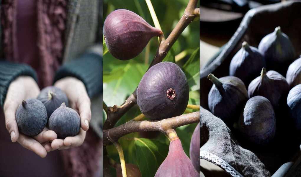 Essential Steps for Fig Harvesting: A Simple Guide