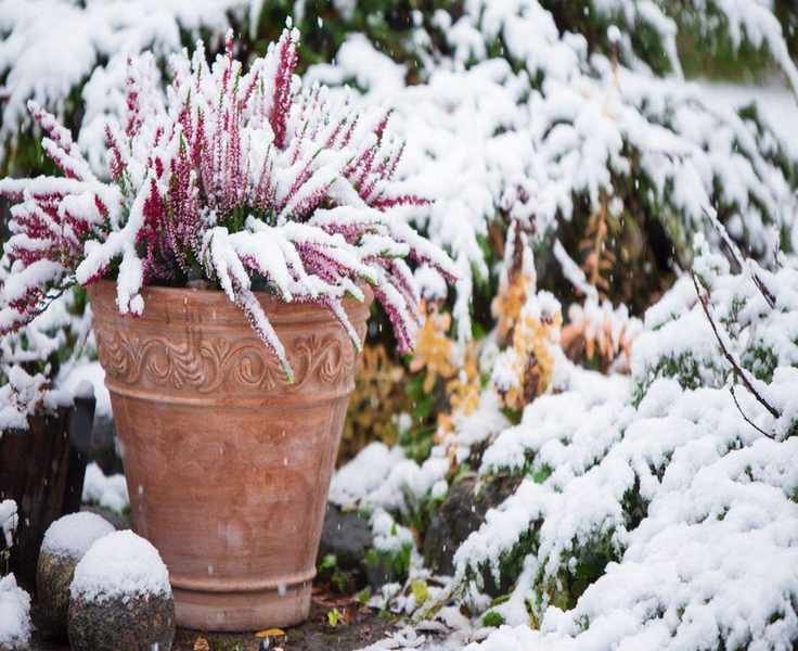 Prepare Your Garden for a Wet and Snowy Winter Ahead