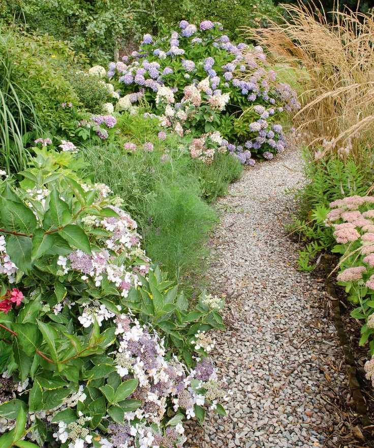 gravel path lined with hydrangeas