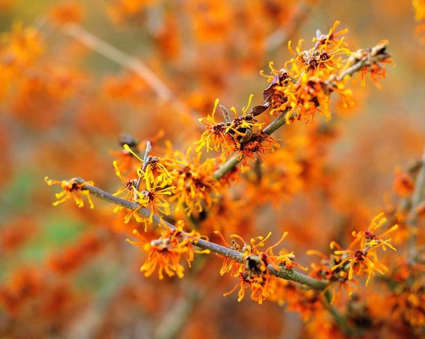 hamamelis which can be planted as a bare root tree