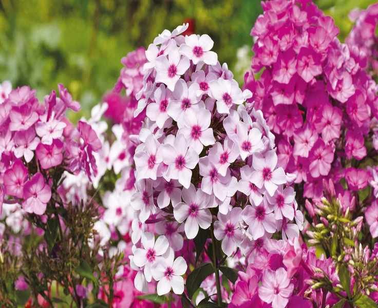 When to Prune Phlox: Choosing Between Fall and Spring Cuts
