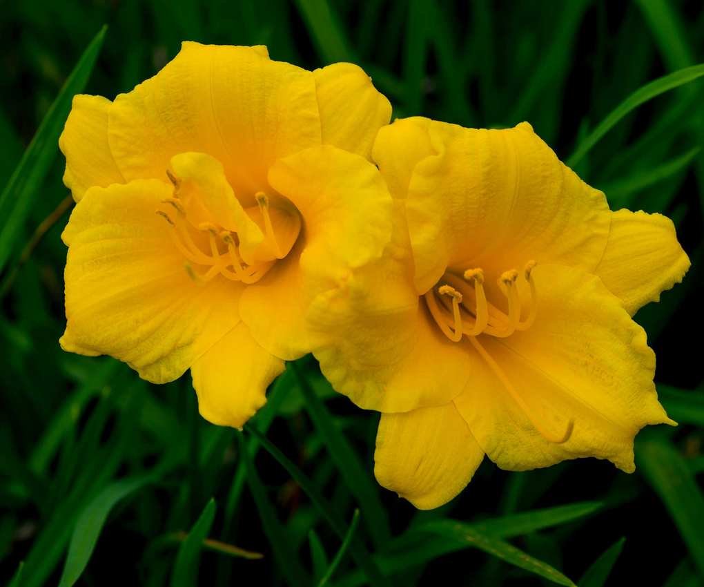 two stella d'Oro daylilies