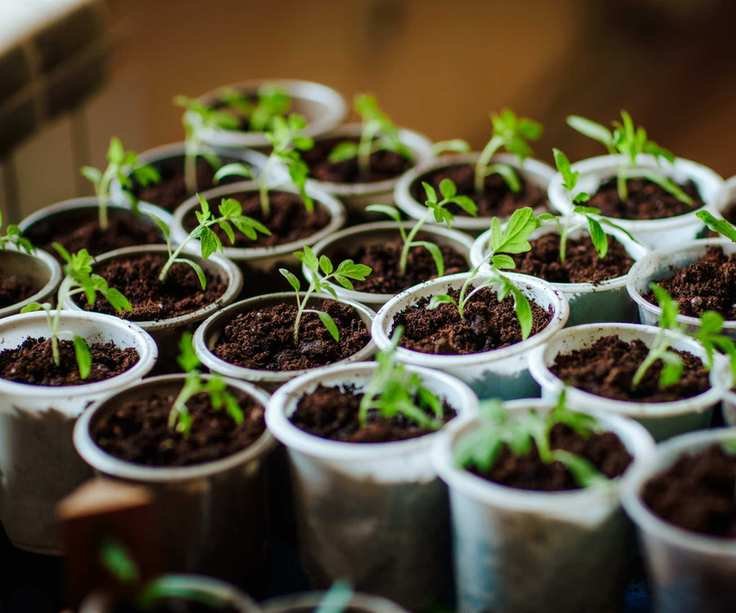 Seedlings