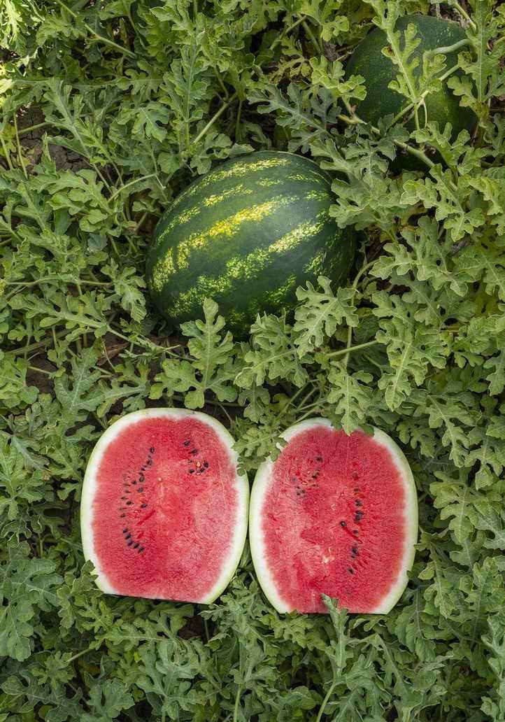 watermelon