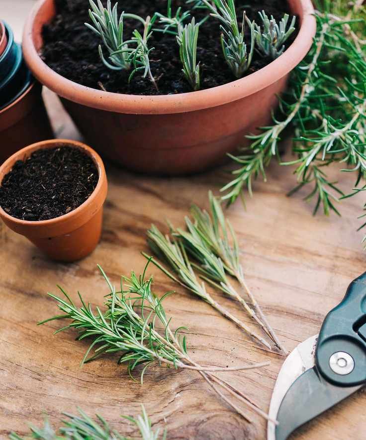 Planting rosemary and lavender cuttings in pots