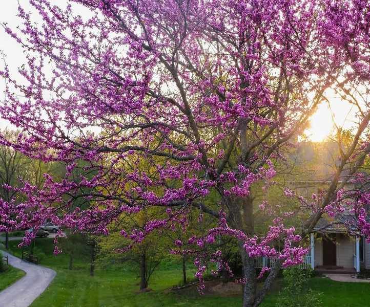 Top Trees for Front Yards: 10 Ideal Varieties for Every Garden