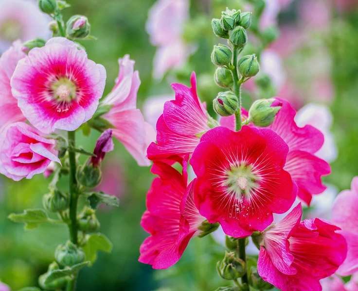 Timing Your Hollyhock Seed Planting for a Gorgeous Bloom
