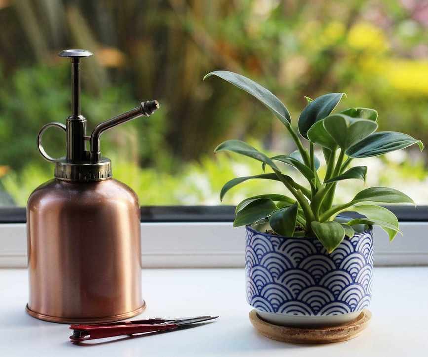 mister and a houseplant on a window sill