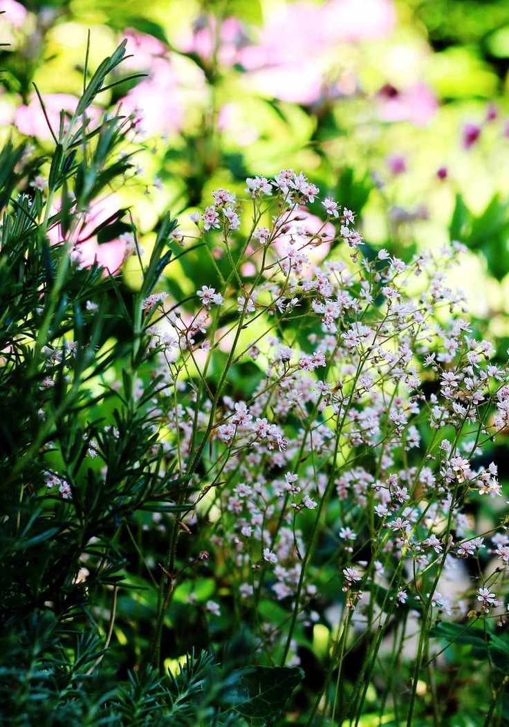 Flowers in shade