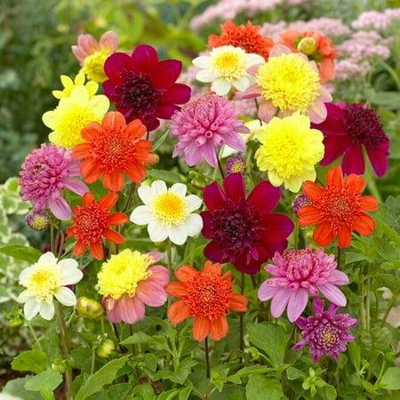Garden State Bulb Anemone Mixed Dahlia Flower Bulbs, Bare Root Tubers, Spring Planting (bag of 4)