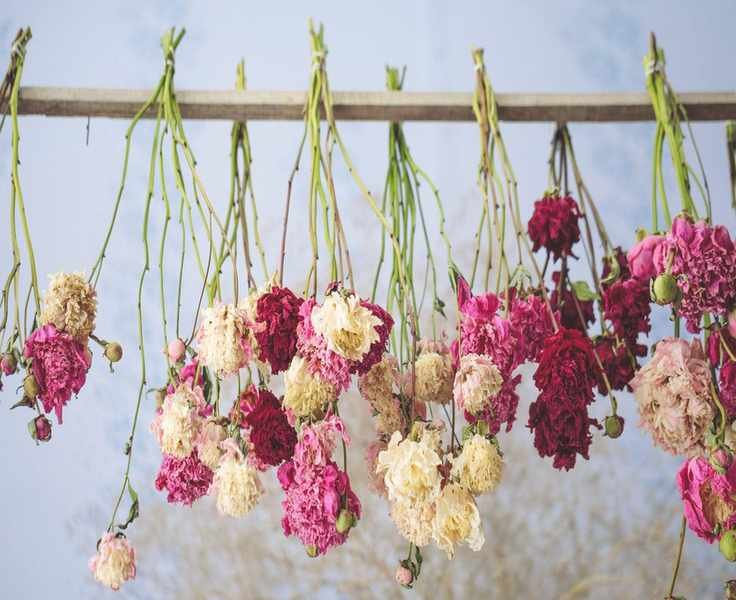 Top 9 Flowers to Cultivate for Beautiful Dried Arrangements