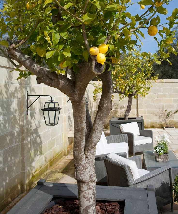 A small, walled courtyard garden idea with a lemon tree