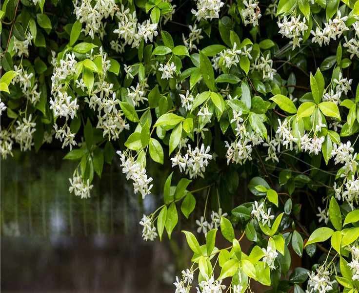 Keep Your Star Jasmine Plant Fragrant All Summer with These 5 April Tips