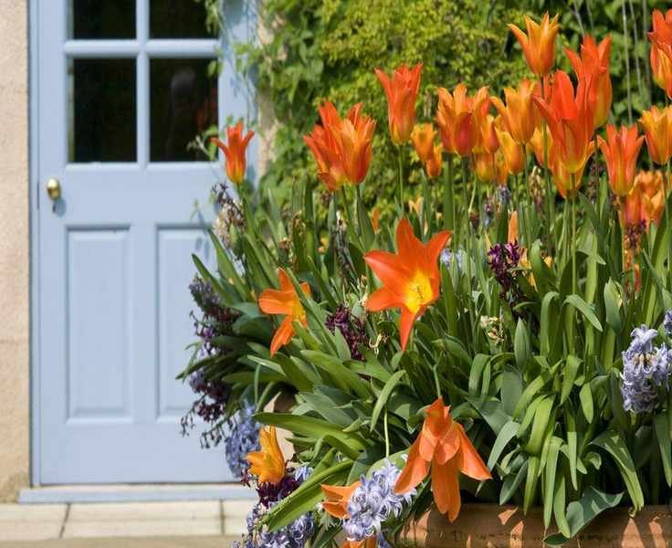 Spring Flowers for Pots: 12 Vibrant Blooms for Outdoor Color