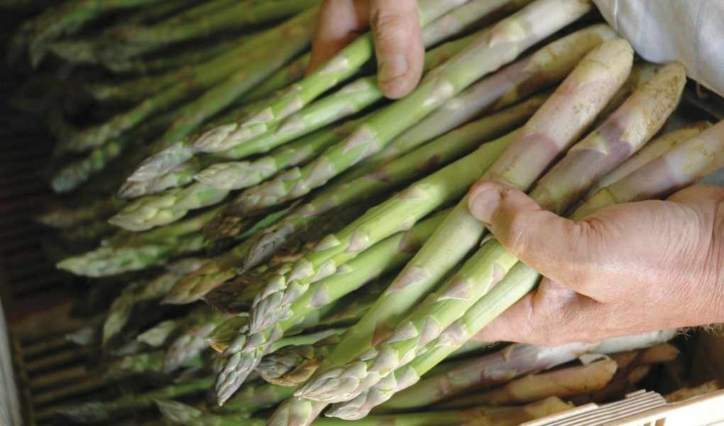 When and How to Fertilize Asparagus for Bountiful Harvests
