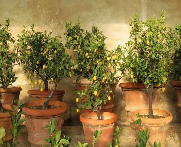 Gardening in USDA Hardiness Zone 9: What to Grow and How