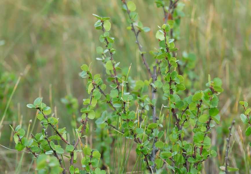 Dwarf birch, Betula nana among vegetation