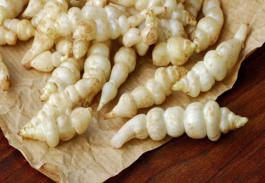 Chinese Artichokes: An Uncommon Yet Flavorful Crop to Cultivate