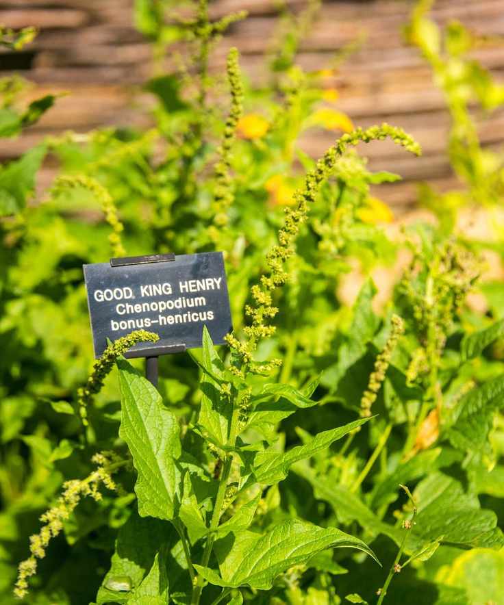Good King Henry growing in a botanic garden
