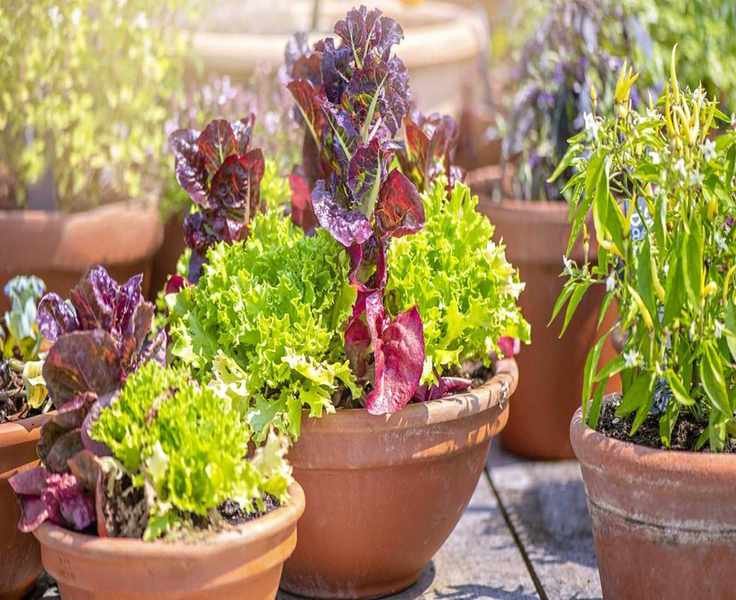 12 Top Vegetables Ideal for Container Gardening in Small Spaces