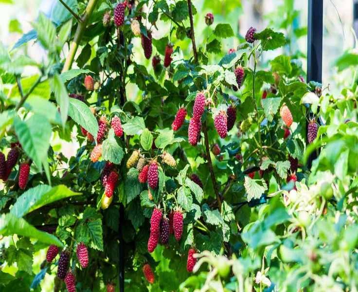 Growing Loganberries: Tips for Abundant Harvests of Juicy Berries