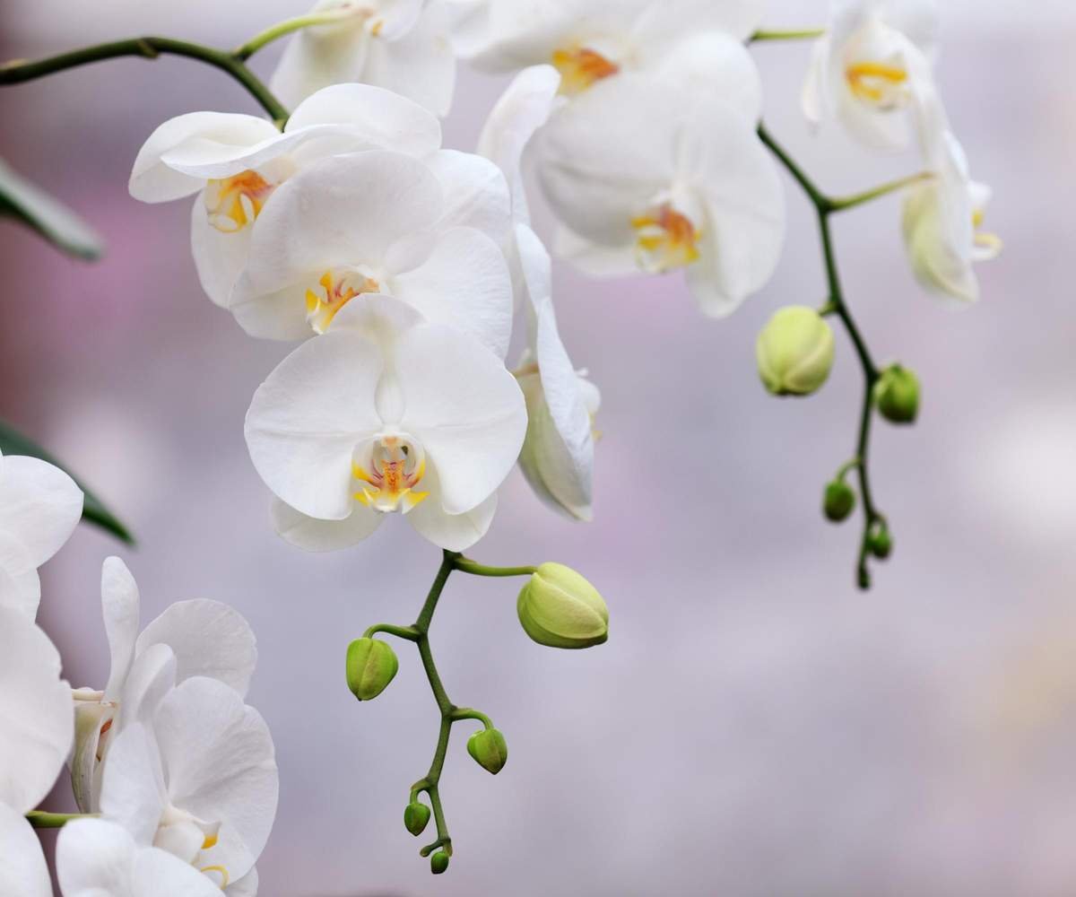 White moth orchid