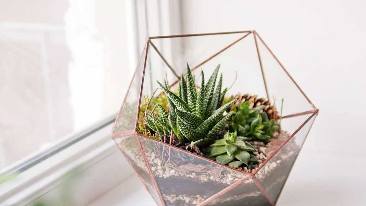 5 Common Terrarium Care Errors to Avoid for Healthy Plants