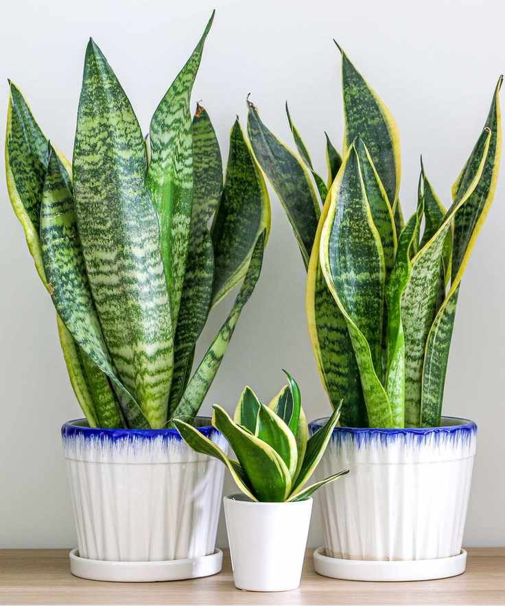 Snake plants