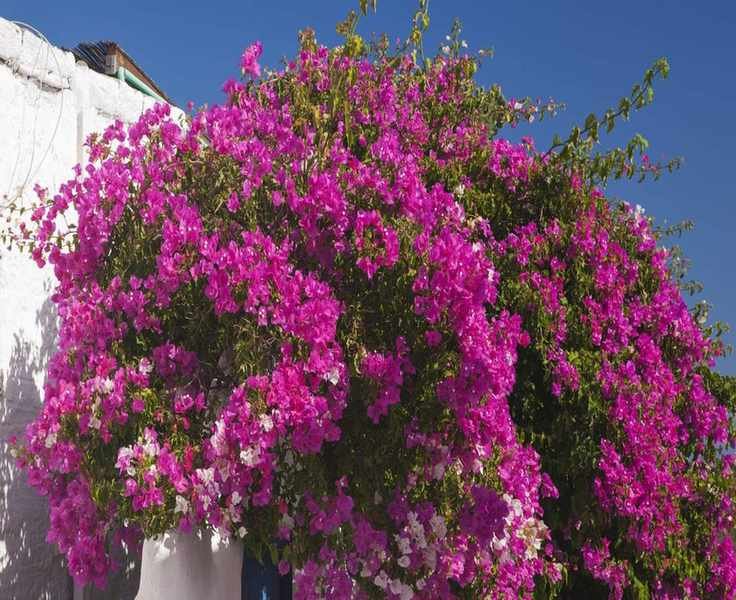 Pruning Bougainvillea: Essential Tips for Vibrant Growth and Control