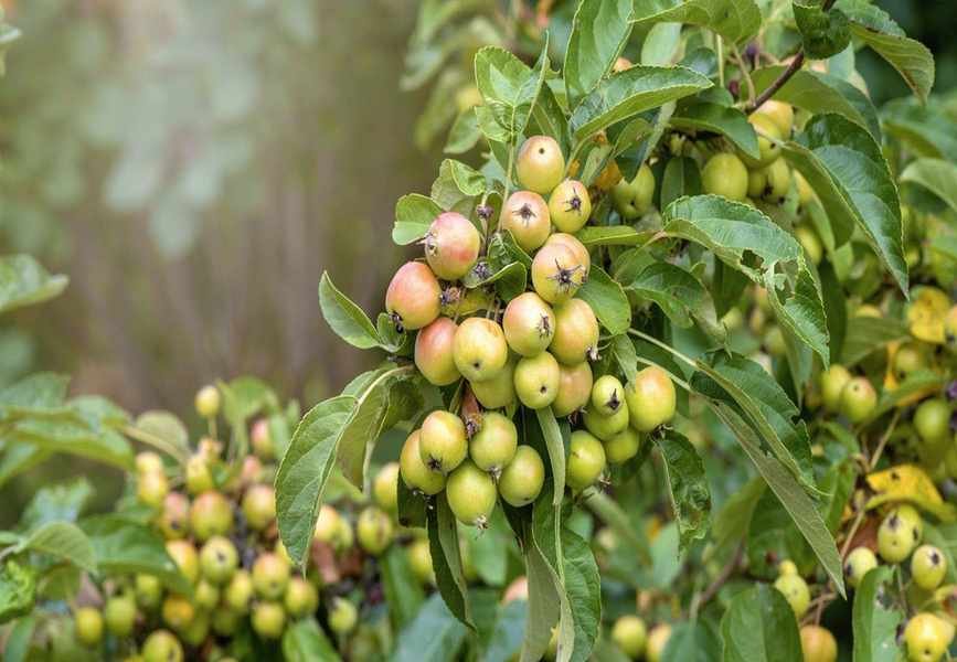 Optimal Timing for Pruning Crabapple Trees for Health