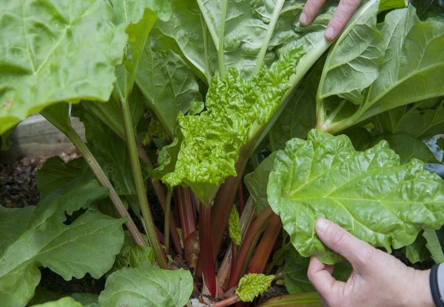 Growing Rhubarb from Seed: Tips for Successful Germination and Harvest