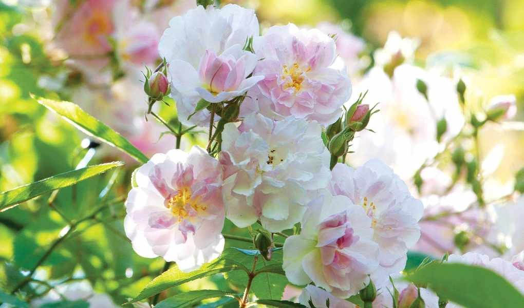 Reasons for Yellowing Rose Leaves and How to Fix Them
