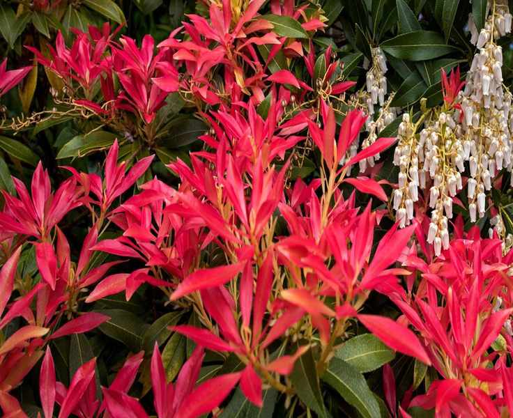 Mastering Pieris Care: Your Guide to Growing Andromeda Bushes