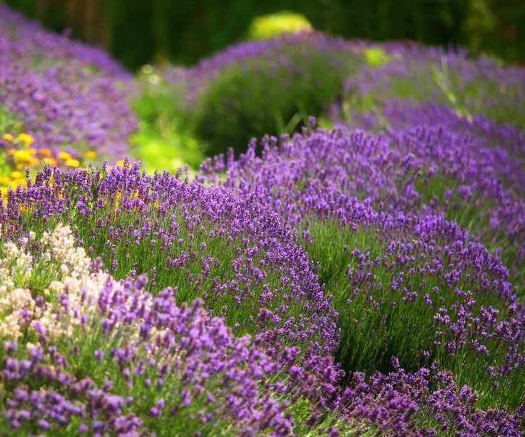 lavender shrubs