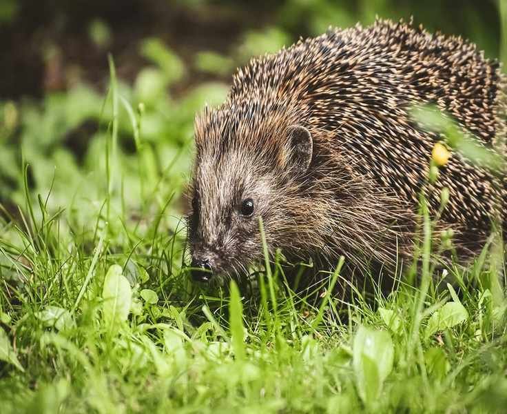 Hedgehog in a garden