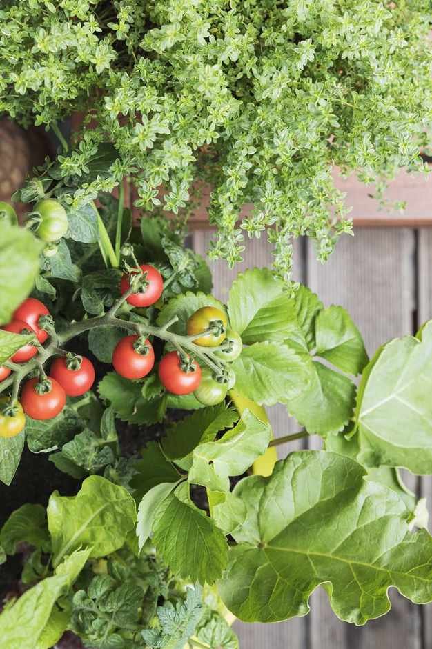 companion planting tomatoes herbs and tomatoes
