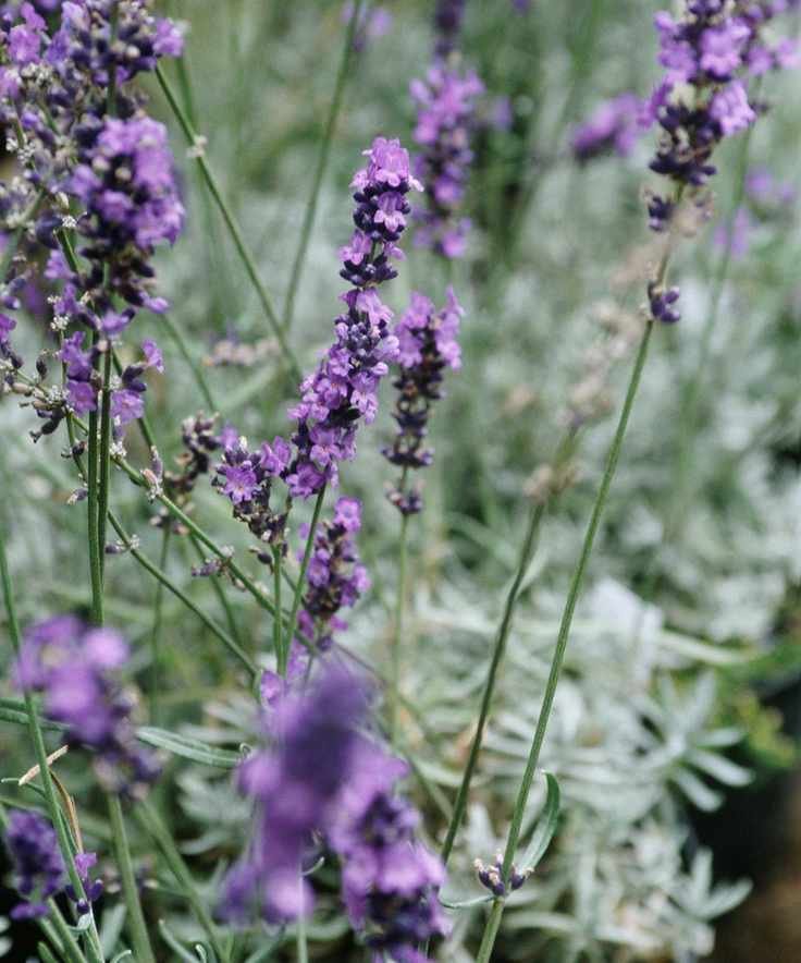Lavender illustrating bee-friendly patio planting ideas.